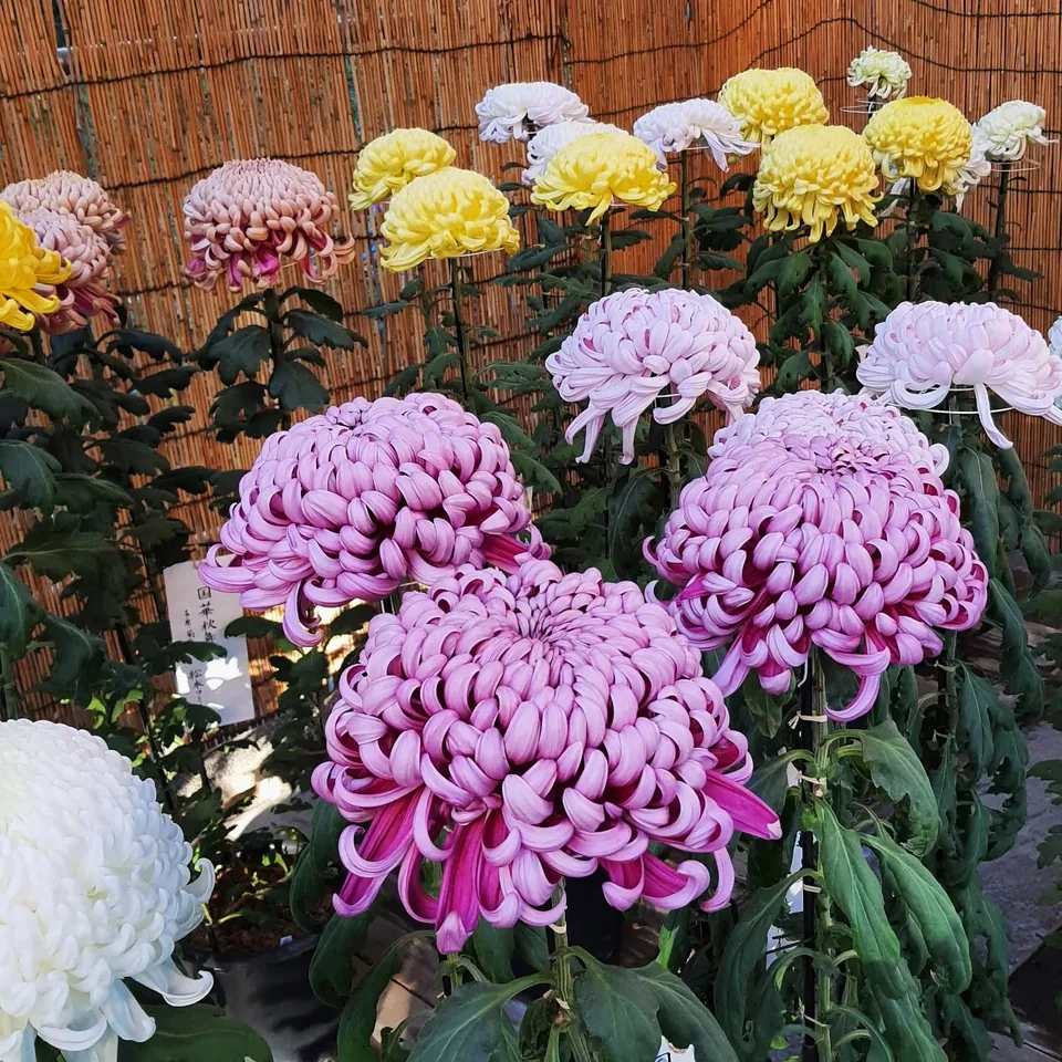 明治神宮、參道與菊花展,原貼文第 5 張照片